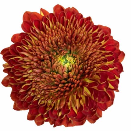 Mum Disbud Ball Copper holex(10ST)