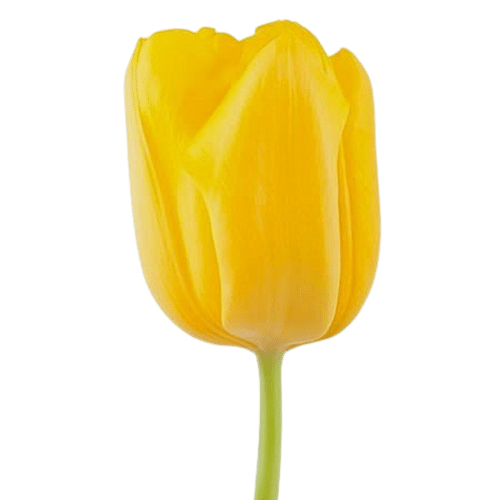 aff4c912-515b-4d47-909b-09fd420089a0.png Tulip Lion's Glory canada - Image 1