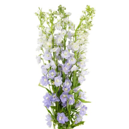 Delph Hybrid El Lavender River