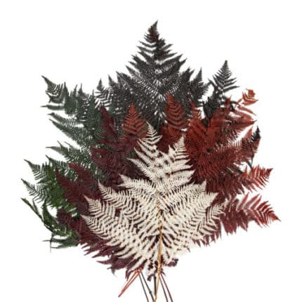Leatherleaf Dried Asst holex