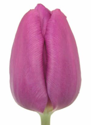Tulips dbl PurplePrince holl