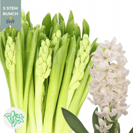 Hyacinth Polar Giant holl