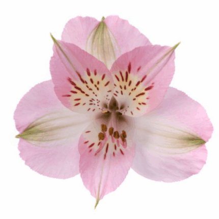 Alstro Pink golden sel