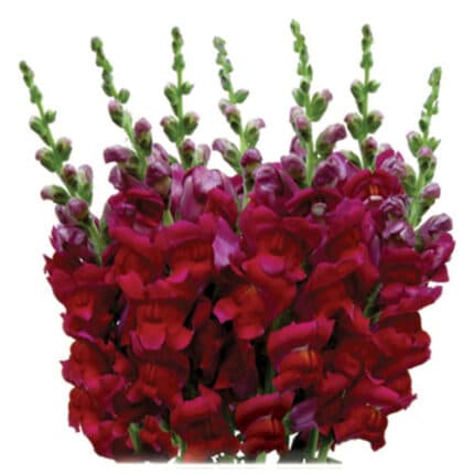 Snapdragons Burgundy hilltop
