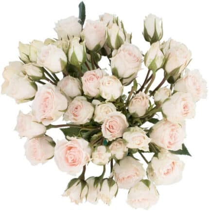 RoseSpray Rose Majolica rio