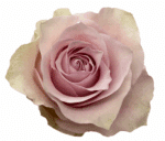 Rose Remembrance 40cm florecal