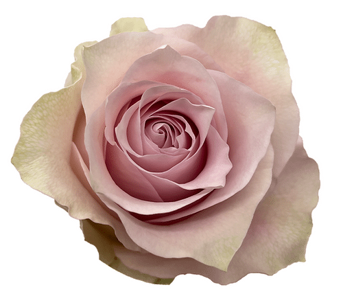 b0344408-c071-4c08-9348-749402c54441.png Rose Remembrance 40cm florecal - Image 1