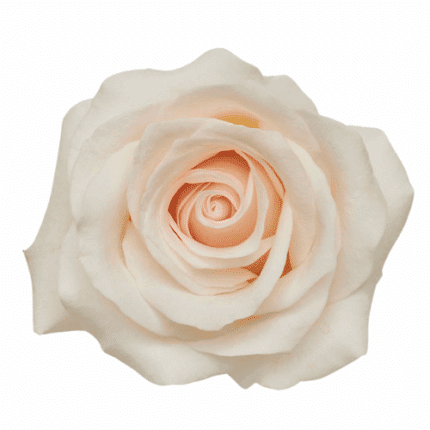 Rose Bridal Akito 50cm Rprima