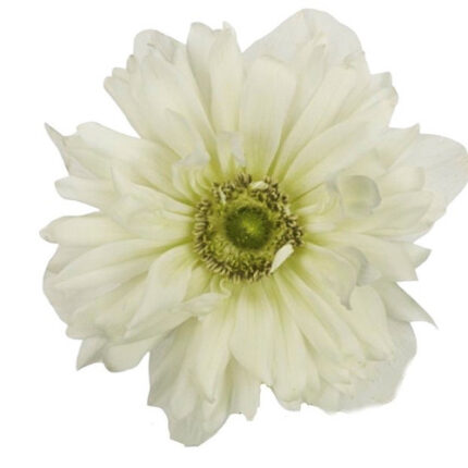 Anemone White Fullstar bella