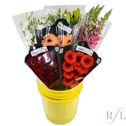 Gerber Pail Flowers From the E