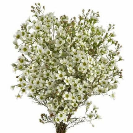 Waxflower White golden