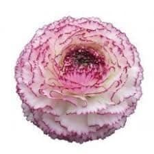 Ranunculus Bianco Striato asst