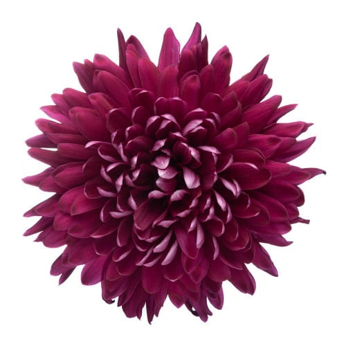 b059bacc-4c13-4b9d-b25e-1c94ff68ae95.jpg Mum Cremon Purple Tornado tril - Image 1