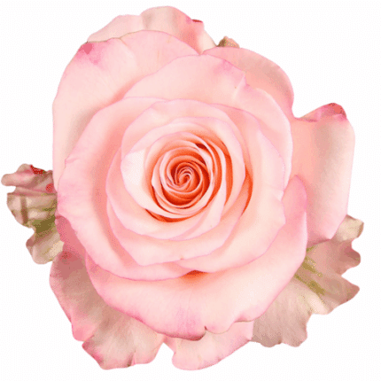 Rose Rhoslyn 60cm Fresca