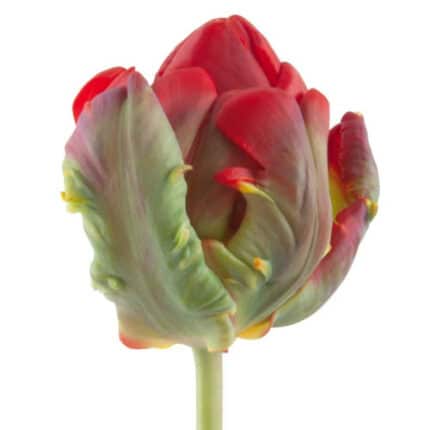 Tulip Dbl Rococo holl