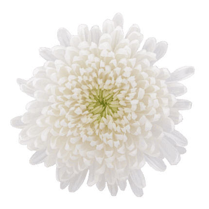 Mum Cremon White(9cs)bmark