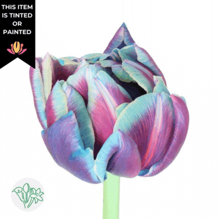 Tulip Dbl Bubble holl - T DBL BUBLLE