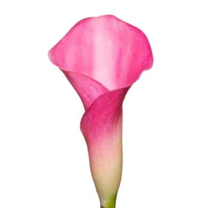 Calla Pink Puppy holl