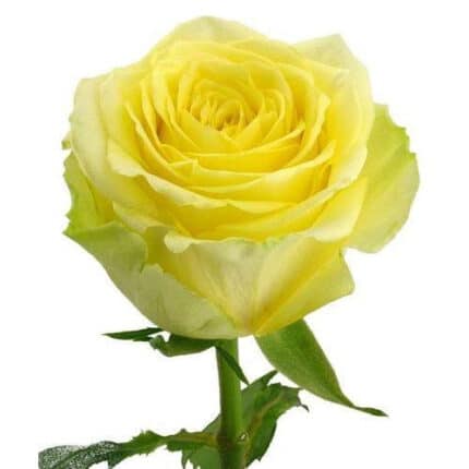 Rose Stardust 70cm rprima