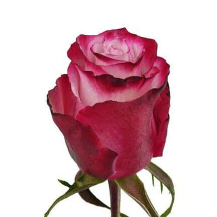 Rose Sweetberry 60cm ecuanros