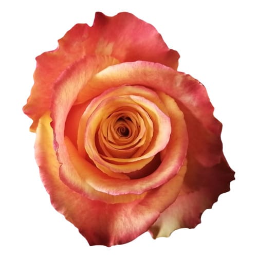 b0789f3f-361d-4898-b683-96a673fa9792.jpg Rose Silantoi 50cm Naranjo - Image 1