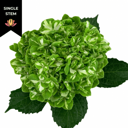 Hydrangea Emerald Variegated S