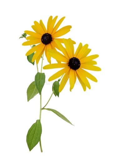 Rudbeckia Yellow cramer