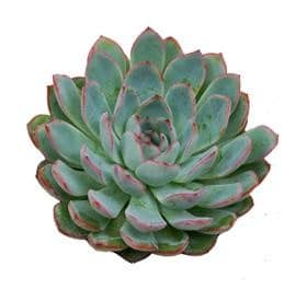 Succelents Apus holl(st)