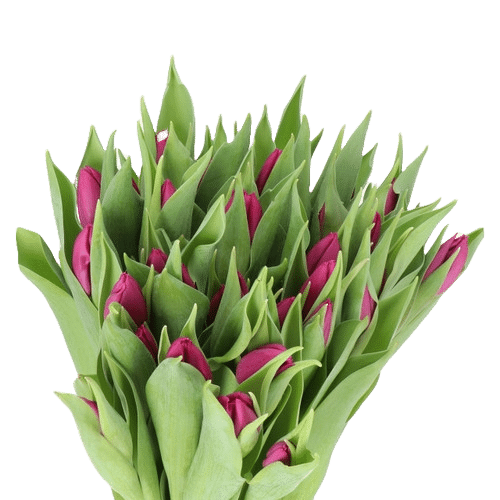b08feb66-1bb0-4655-96f4-38e67dedac8b.png Tulip Purple holl - Image 1