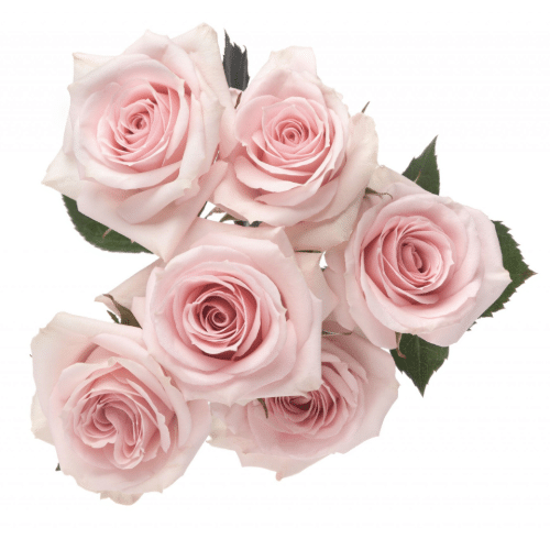 b0a07897-3ce0-4e77-abef-1f4c019ddf2d.png RoseSpray Starblush tessa - Image 1