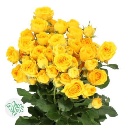 RoseSpray Ramona holl(yellow)
