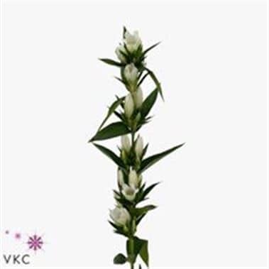 Gentiana White holl