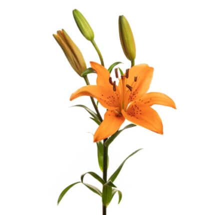 Lily Orange Brunello continent