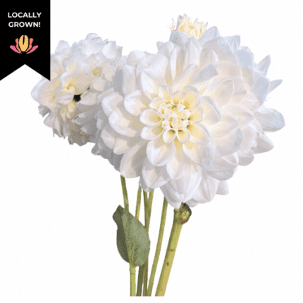 Dahlia White local - DAH WHITE LOCALS