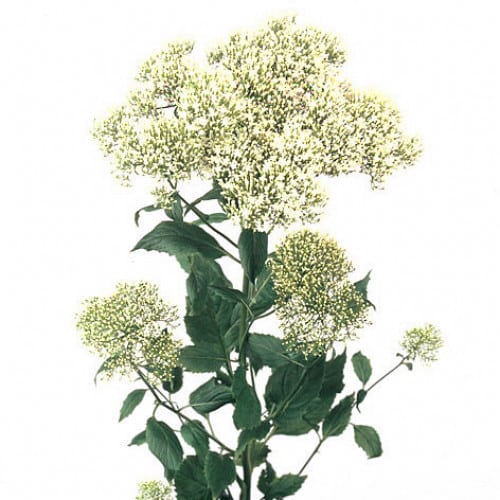 b0c372e0-6205-4a6d-9691-cdc050d78647.jpg Trachellium White mellano - Image 1