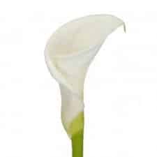 Calla Crystal White fresca