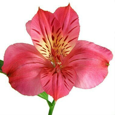 Alstro Hot Pink valleflor perf