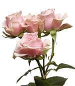 RoseSpray SweetSensation sole -