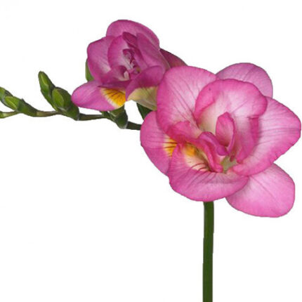 Freesia Fushia hendricks