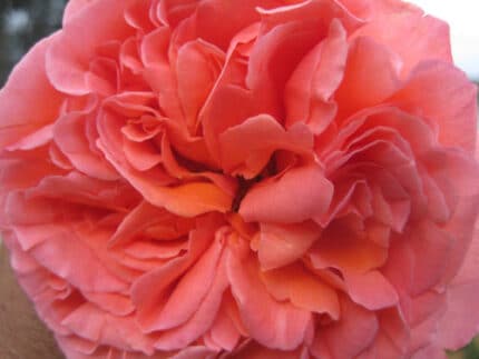 Rene goscinny gdnrose alex(12)