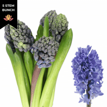 Hyacinth Delft blue holl