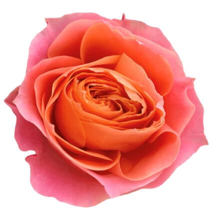 Rose Gdn Loves Me holex(12st)