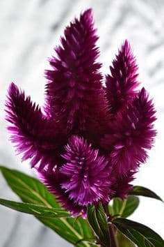 Celosia Purple holl