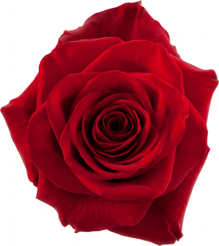 Rose Freedom 80cm rprima