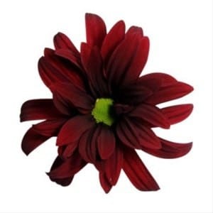 Pom Daisy Brahma red gdn