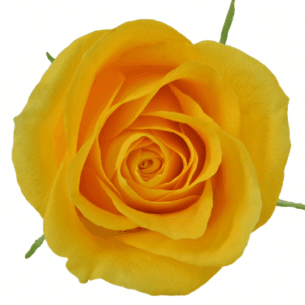 Rose Brighton 70cm Rio