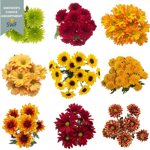 b11638d8-444e-45dc-bf0b-27b83582d085.png Pom Asst CDN FALL(16pk) GRDN - Image 1