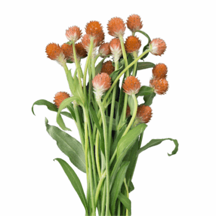 Gomphrena Orange Paradise