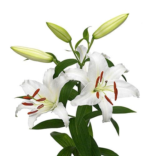 b130a224-0a97-4342-b9ac-f4342c362196.jpg Lily Siberia florisol 3-5bl - Image 1