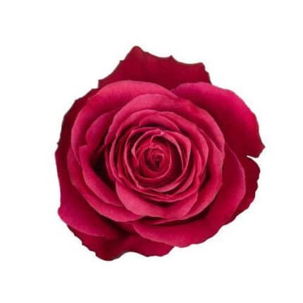 Rose Cherry O 70cm rprima